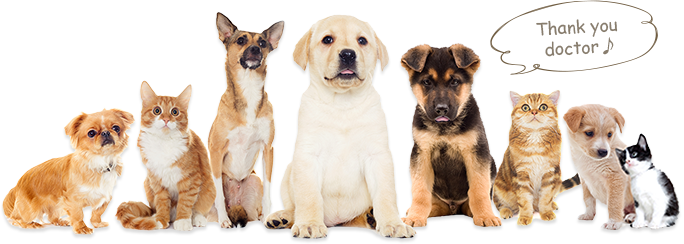 診察対象の動物